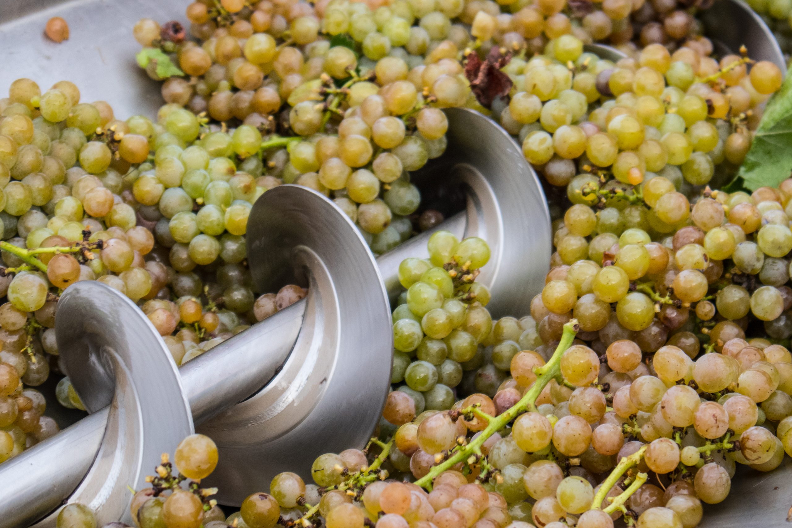 Vynecrest harvesting grapes